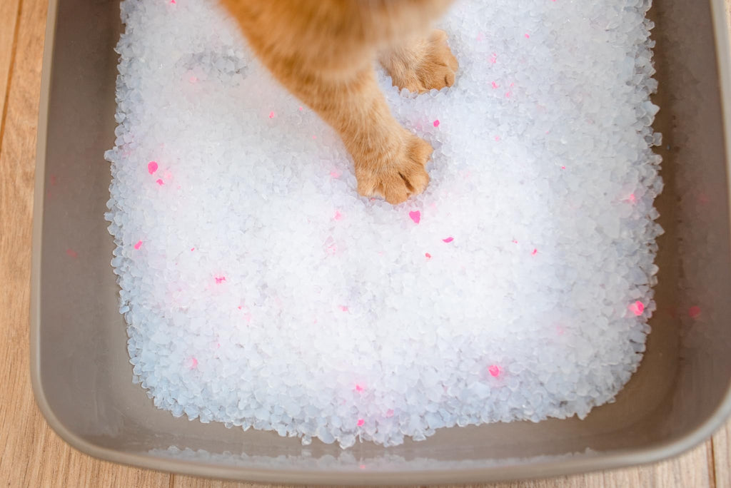 Unscented Dust Free Silica Gel Cat Litter 8 lb Bag A731