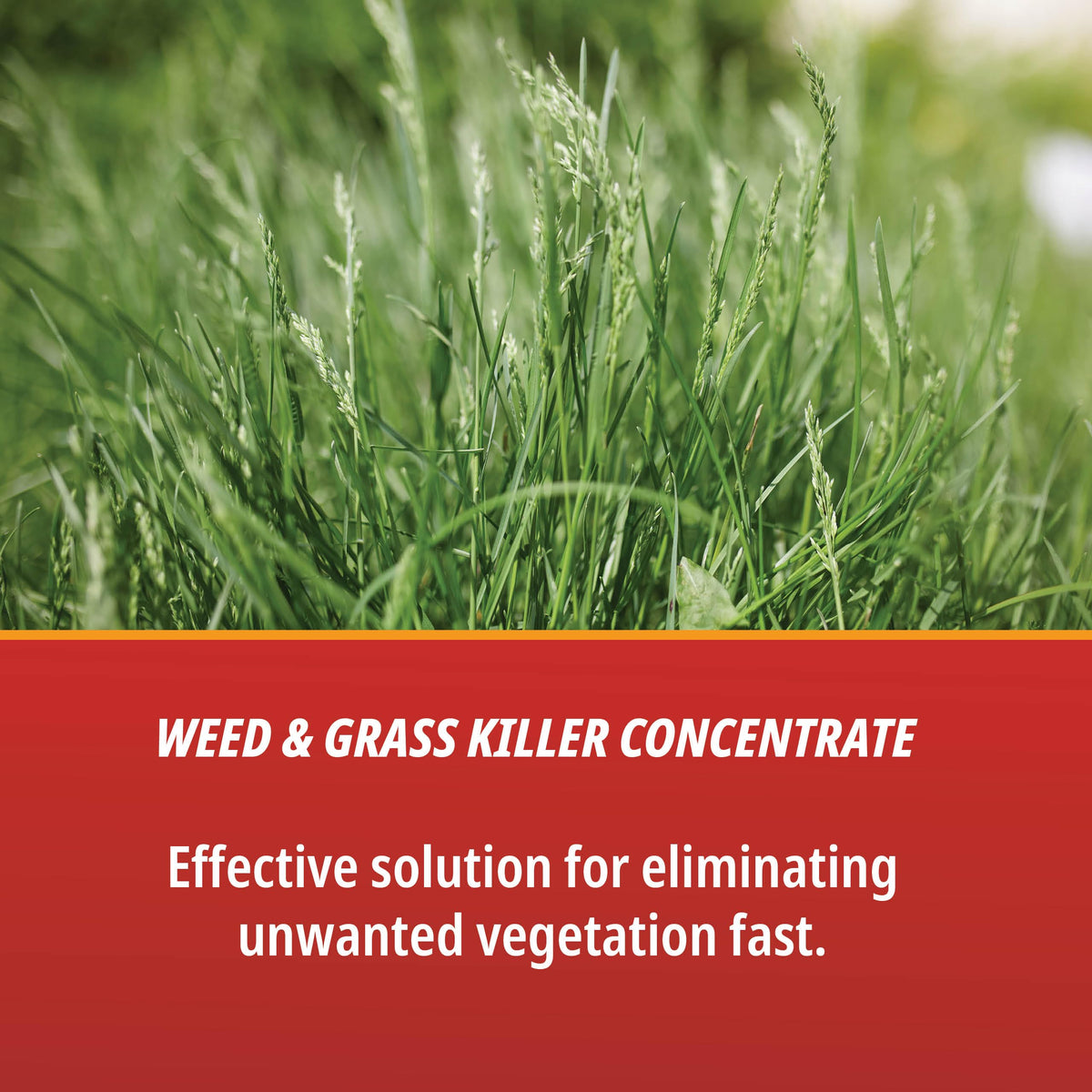 1 Gallon Weed & Grass Killer Concentrate Q385