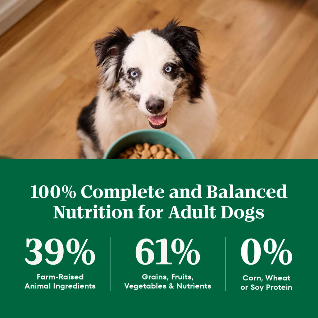 Adult Dry Dog Food, Lamb & Brown Rice Recipe, 36 lb O8950