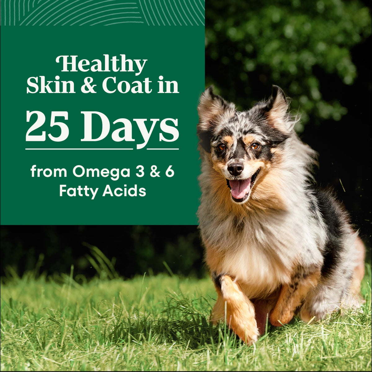 Adult Dry Dog Food, Lamb & Brown Rice Recipe, 36 lb O8950